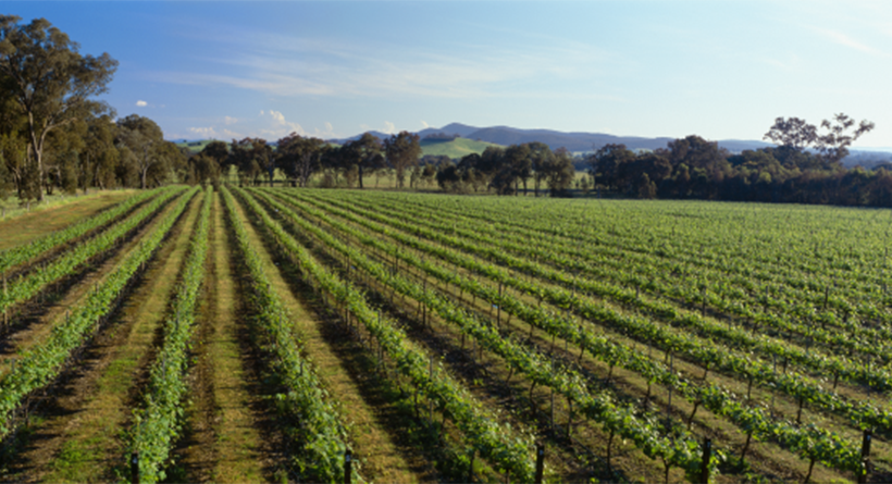 Wood Park Wines vineyard